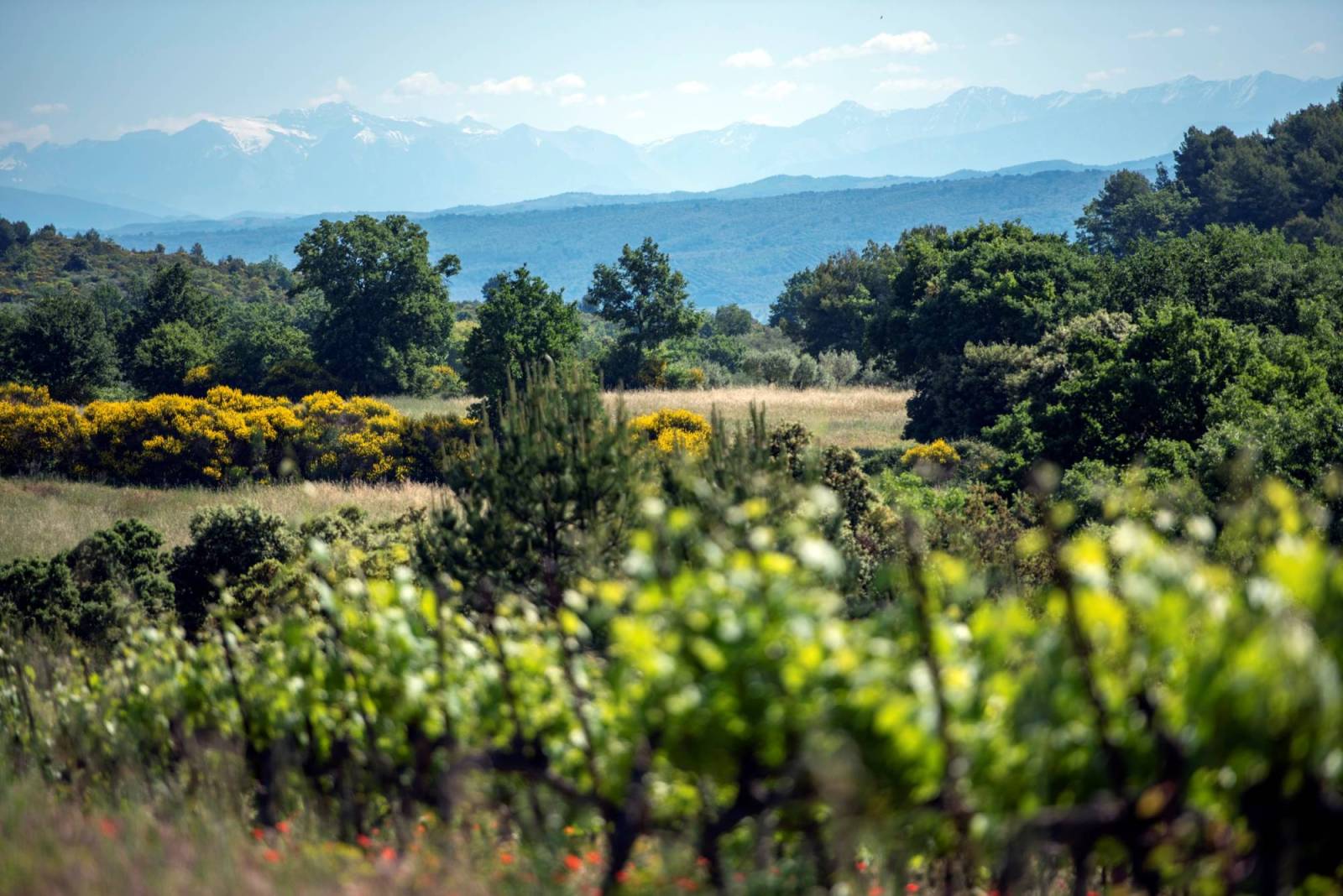 Sélection exclusive de vins pour hôtels et restaurants par un fournisseur expert renommé vers Apt dans le Luberon