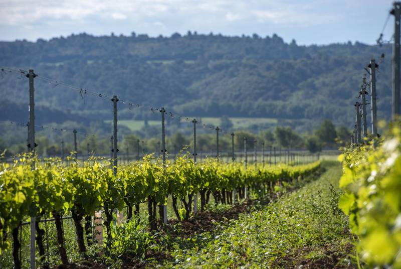 Au la fin du 19ème siècle, le début de l'aventure viticole