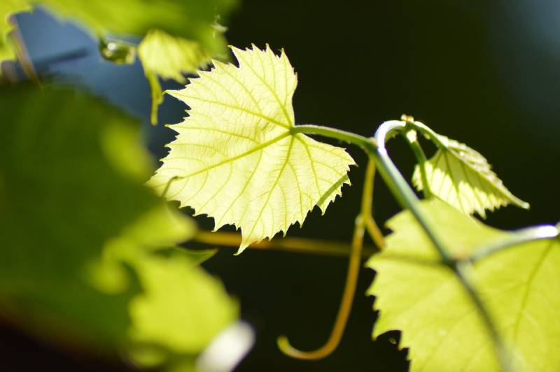 Combien coûte l’organisation d’un séminaire d'entreprise avec cocktail dans un domaine viticole à Manosque en été 2026 ?