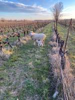 Notre zone d'activité pour ce service Offre de vente en direct exclusive de vins biologiques et HVE, directement du producteur au consommateur