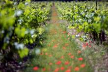 Nos prestations sur le secteur de vers Apt dans le Luberon